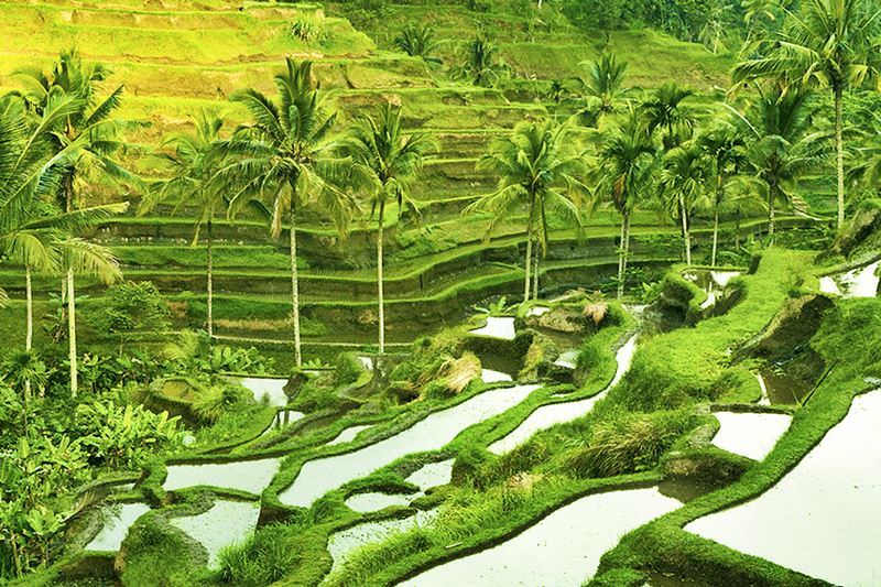 tegalalang rice terrace